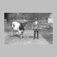 022-0124 Der Melker von Bauer Hans Schulz 1940 mit dem Zuchtbullen..jpg